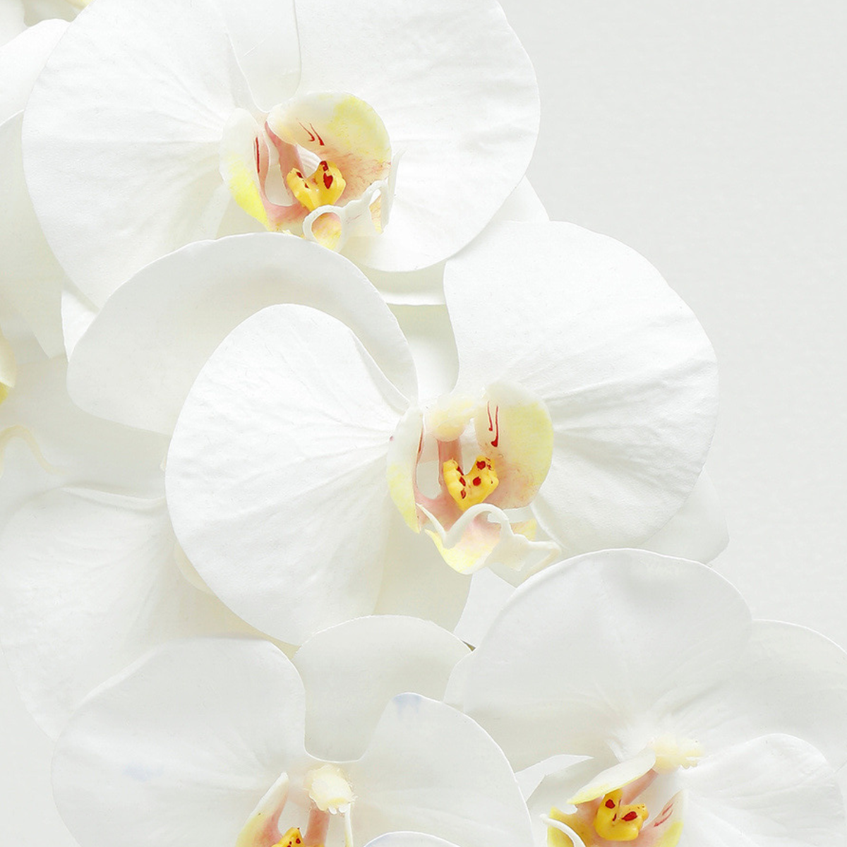 Tige d'Orchidée Premium 100cm