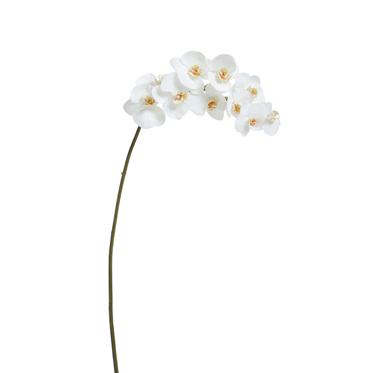 Tige d'Orchidée Premium 100cm