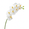 Tige d'Orchidée Premium 72cm