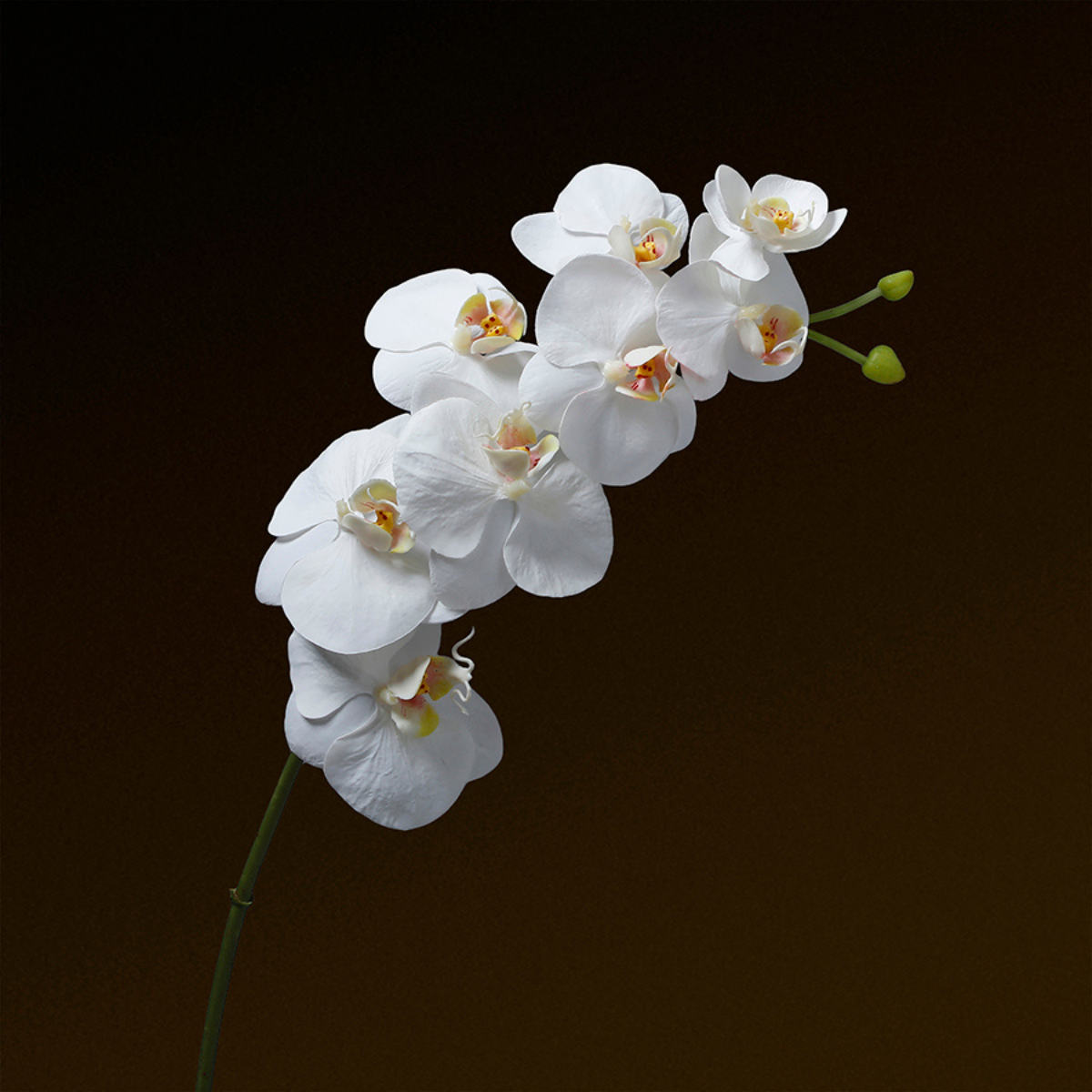 Tige d'Orchidée Premium 72cm