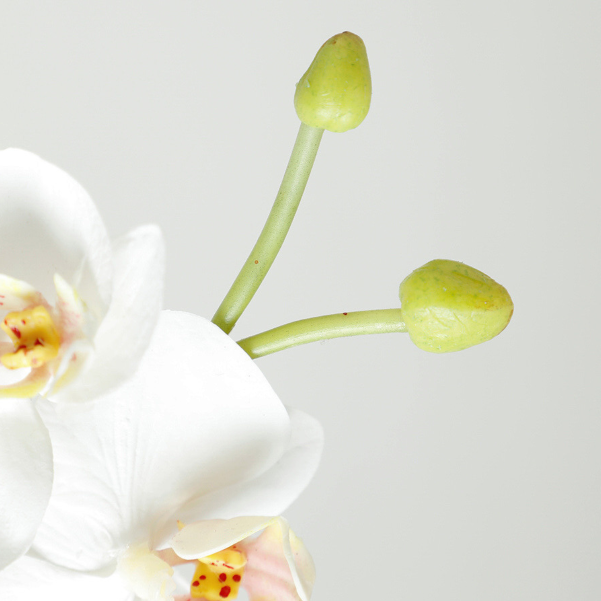 Tige d'Orchidée Premium 72cm