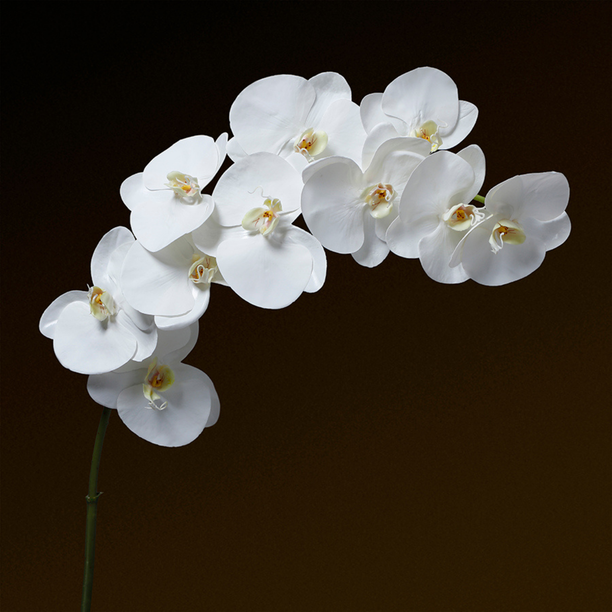 Tige d'Orchidée Premium 86cm