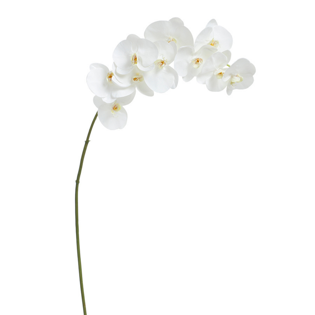 Tige d'Orchidée Premium 86cm