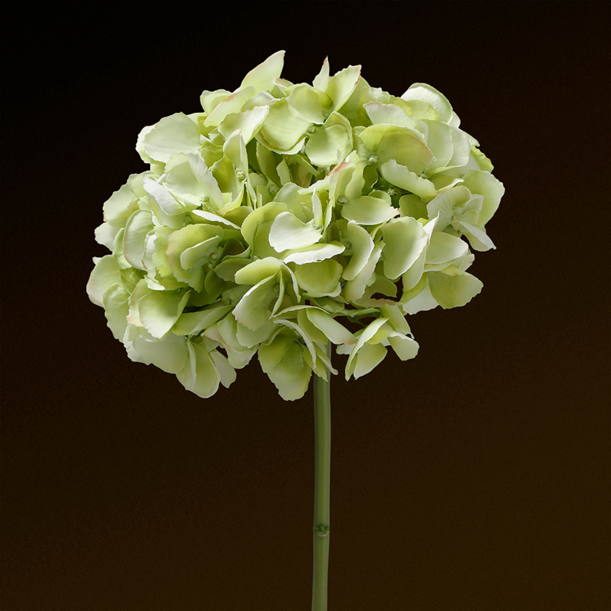 Tige d'Hortensia Premium 48cm