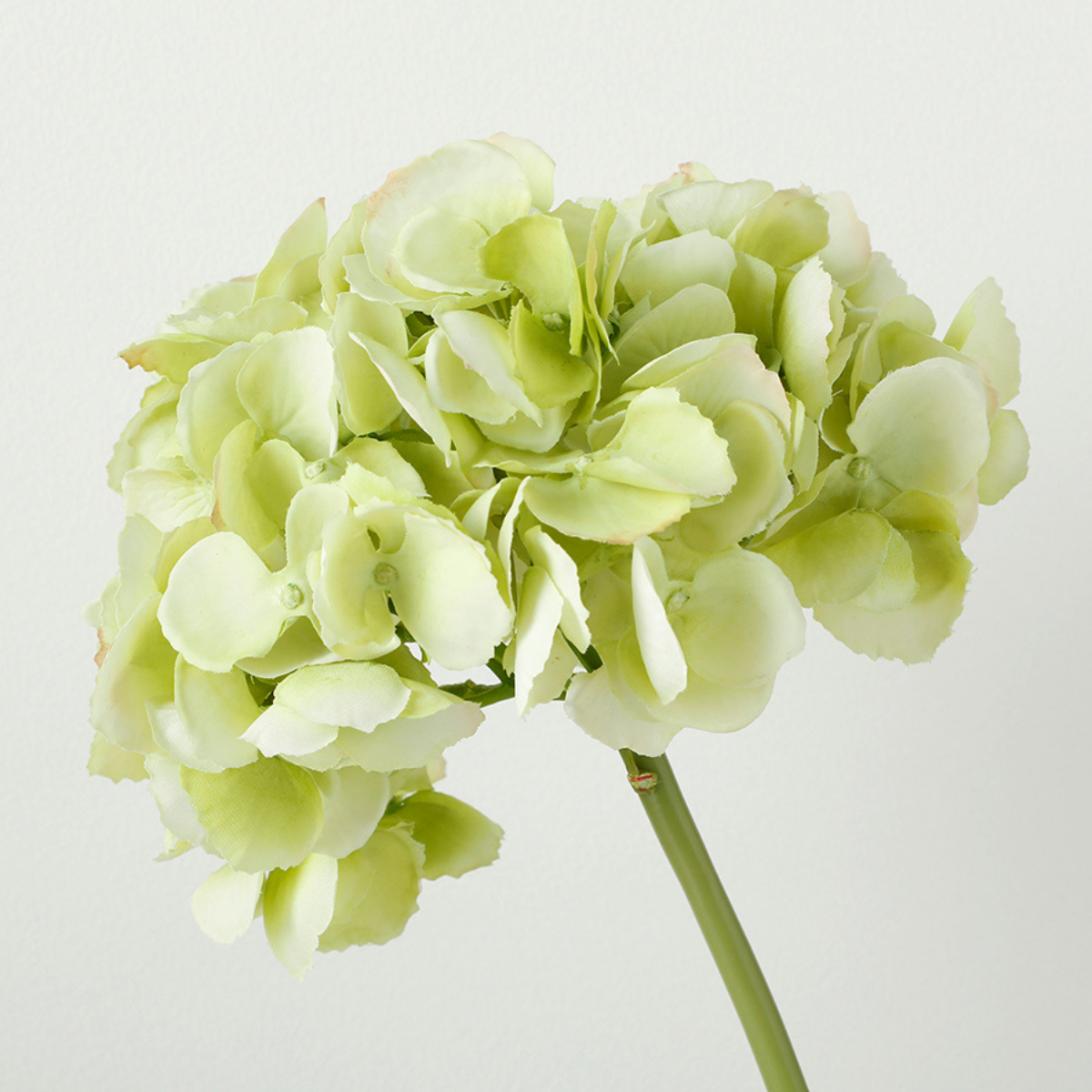 Tige d'Hortensia Premium 48cm