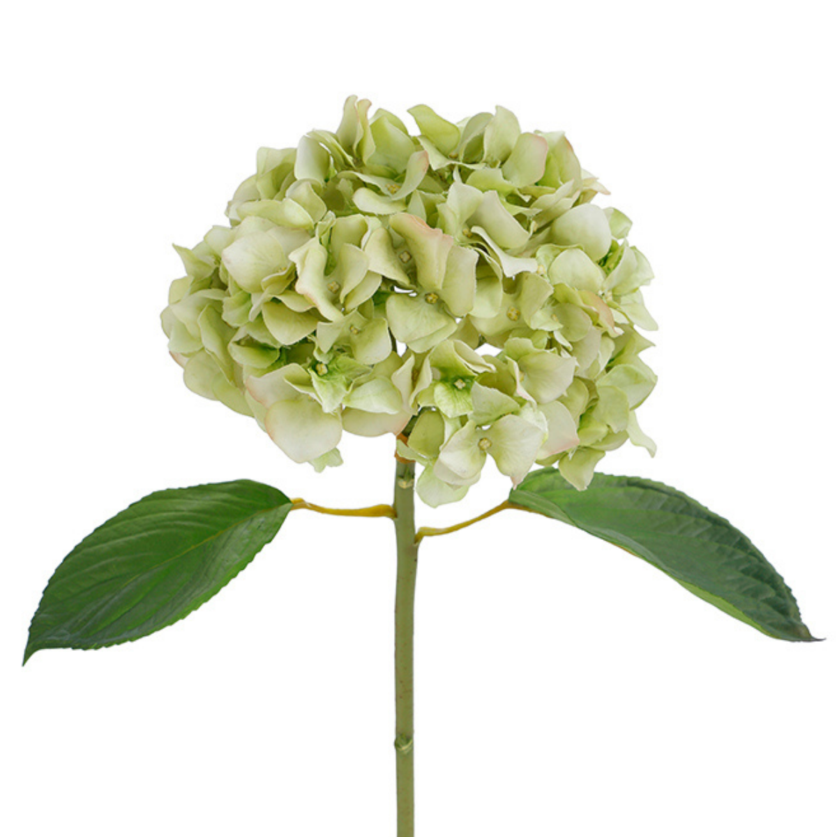 Tige d'Hortensia avec feuilles Premium 45cm