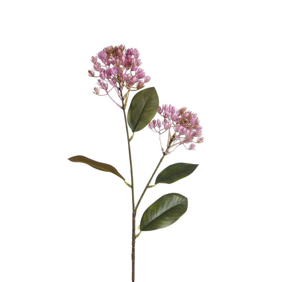 Sedum stelo 80 cm