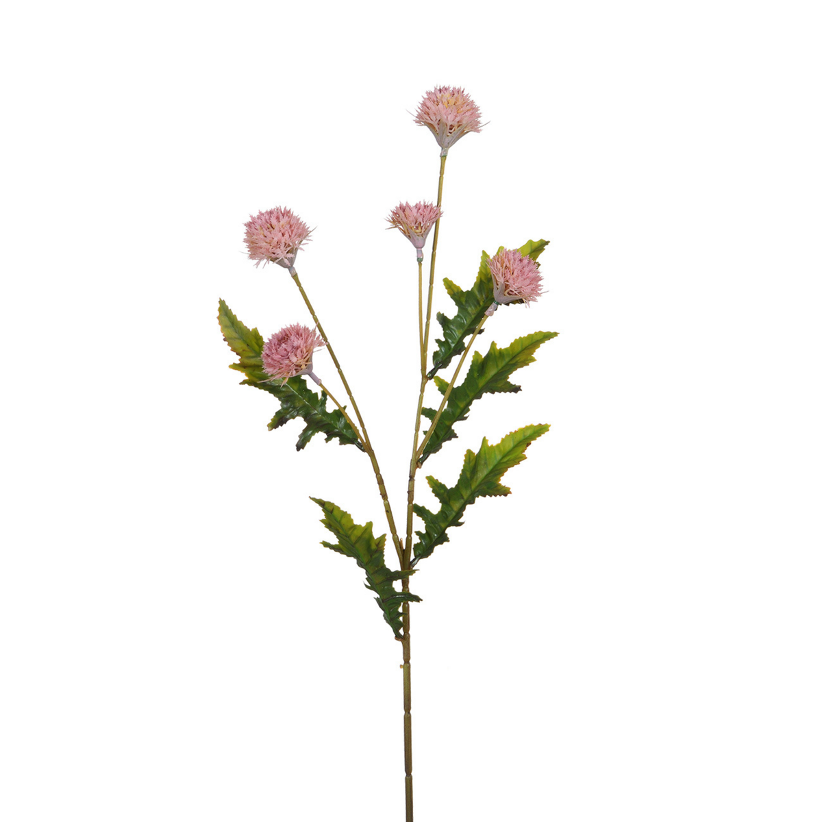 Tige de Chrysanthème Ping Pong 62 cm