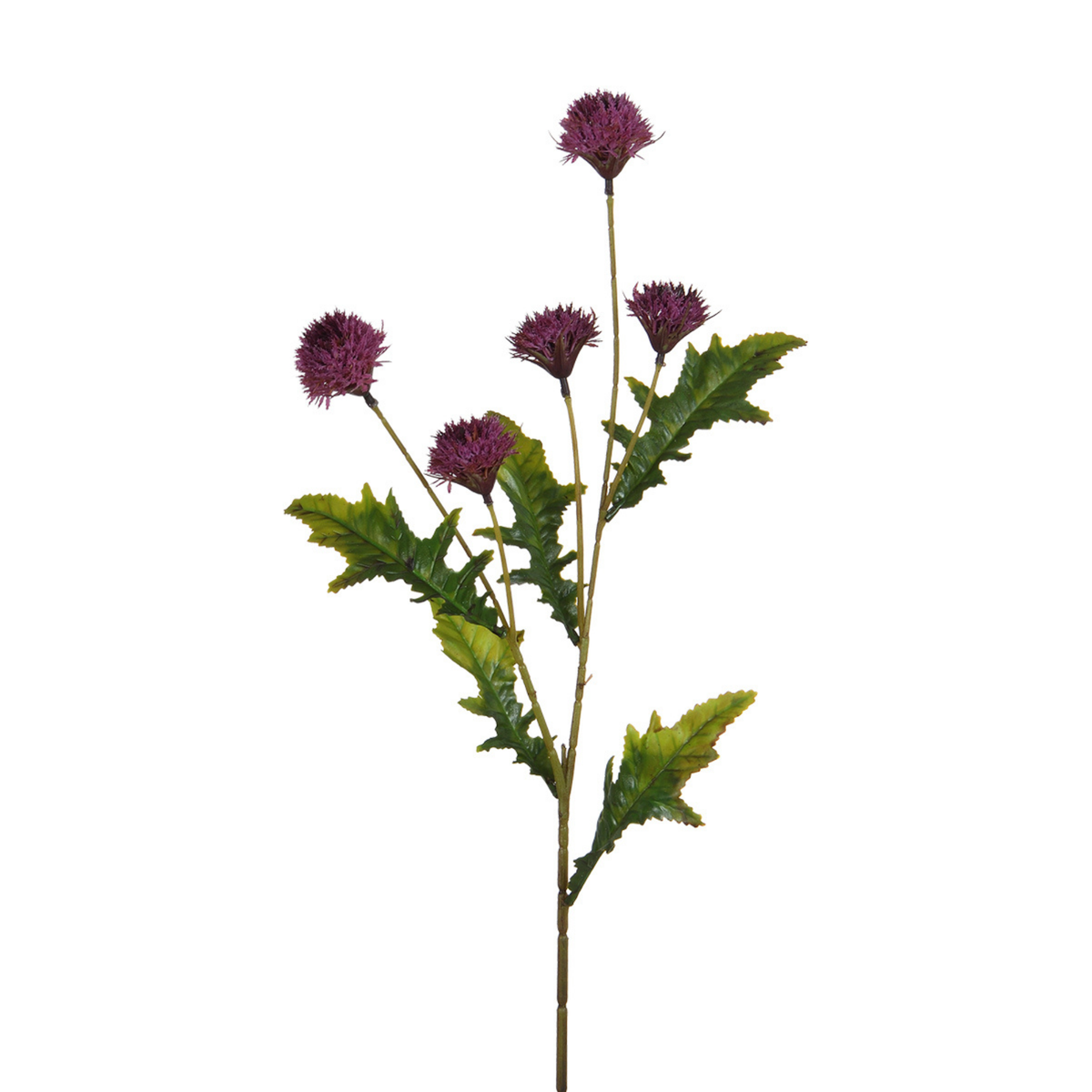 Tige de Chrysanthème Ping Pong 62 cm