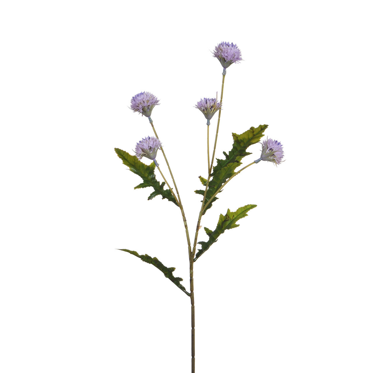 Tige de Chrysanthème Ping Pong 62 cm