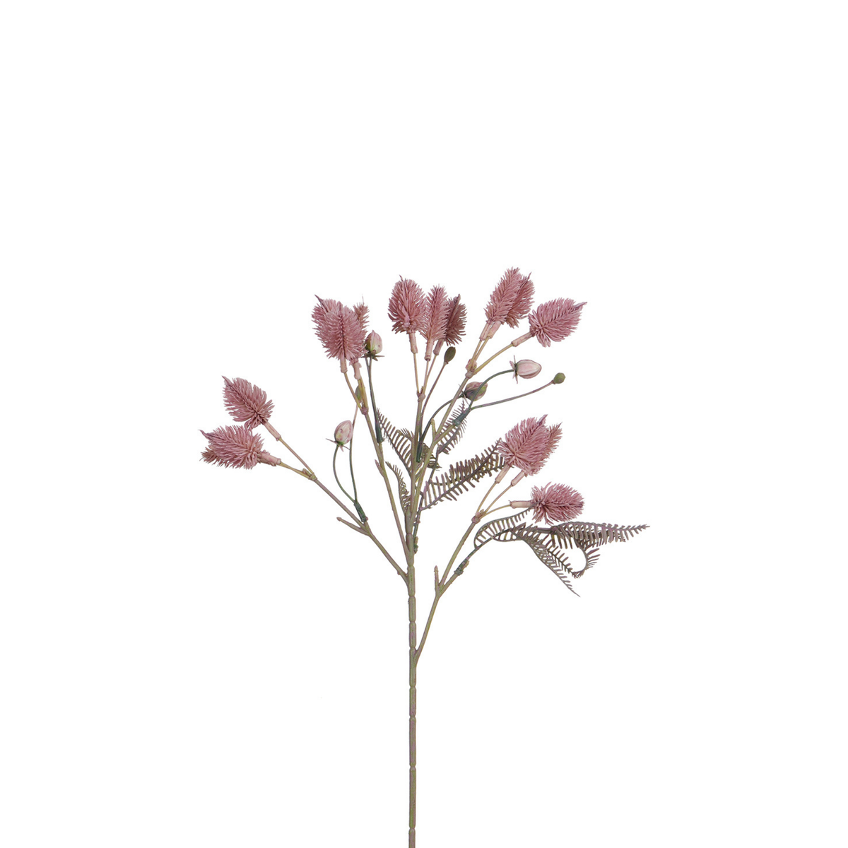 Mazzo di cardo 50 cm