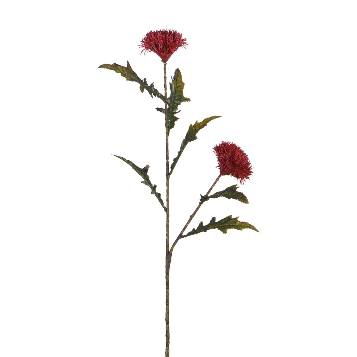 Tallo de cardo 78 cm