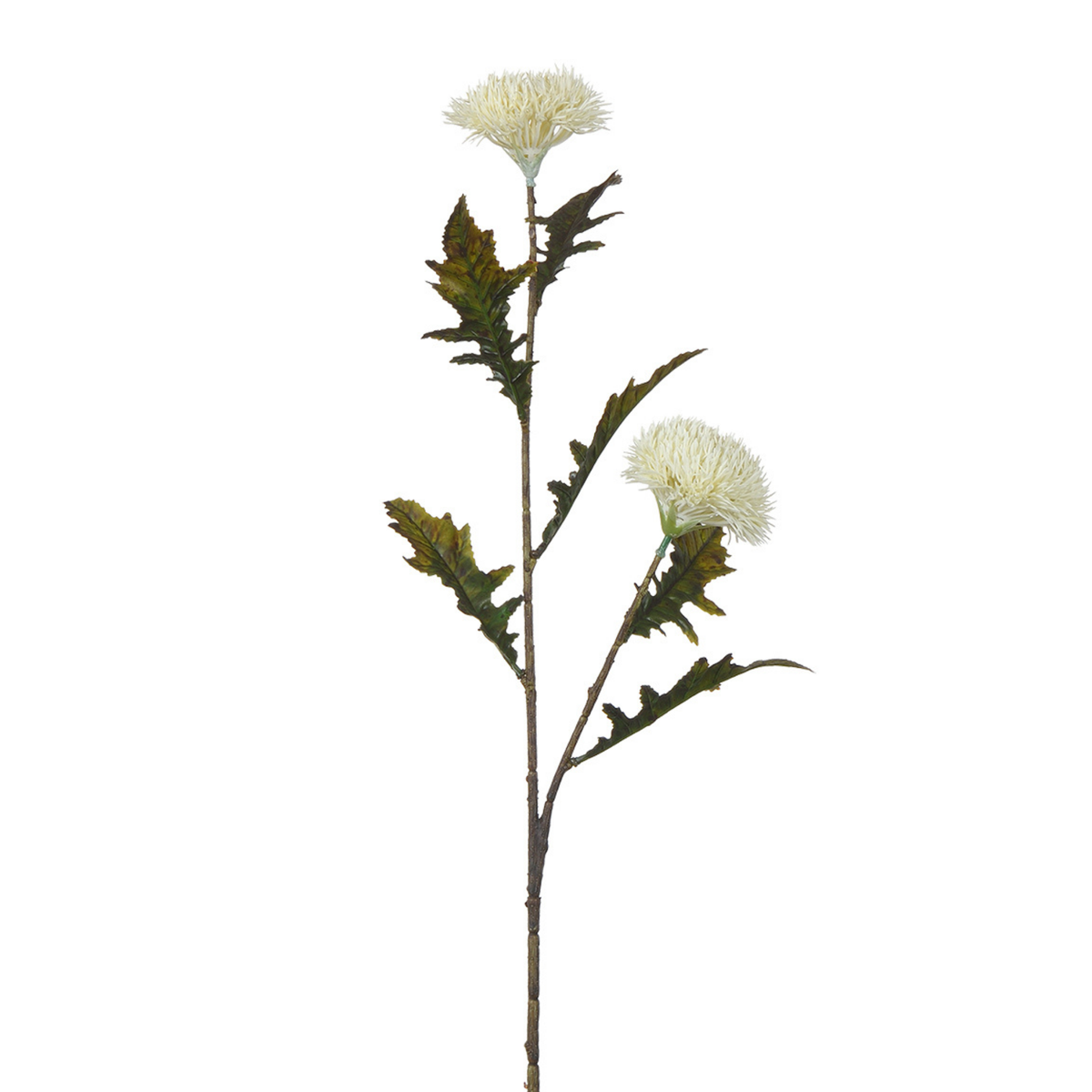 Tige de Chardon 78 cm