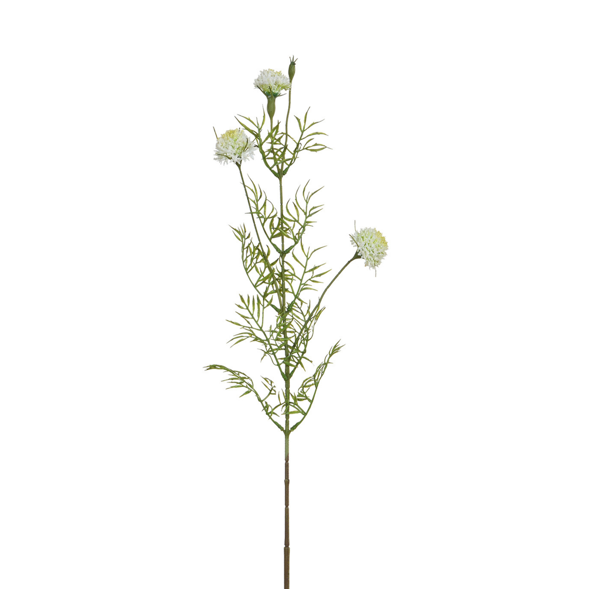 Tige de Chrysanthème Ping Pong 78 cm