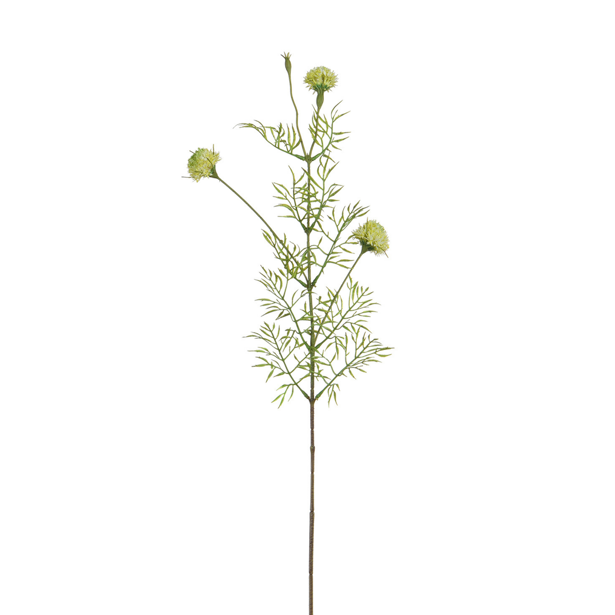 Tige de Chrysanthème Ping Pong 78 cm