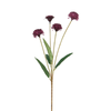 Tallo de crisantemo 'Ping Pong' 60 cm