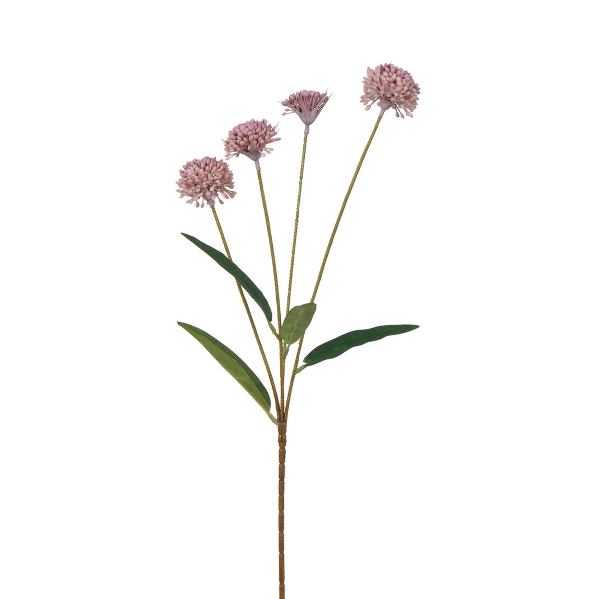 Tige de Chrysanthème Ping Pong 60 cm