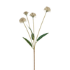 Tallo de crisantemo 'Ping Pong' 60 cm