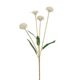 Tige de Chrysanthème Ping Pong 60 cm
