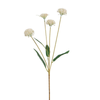Tallo de crisantemo 'Ping Pong' 60 cm