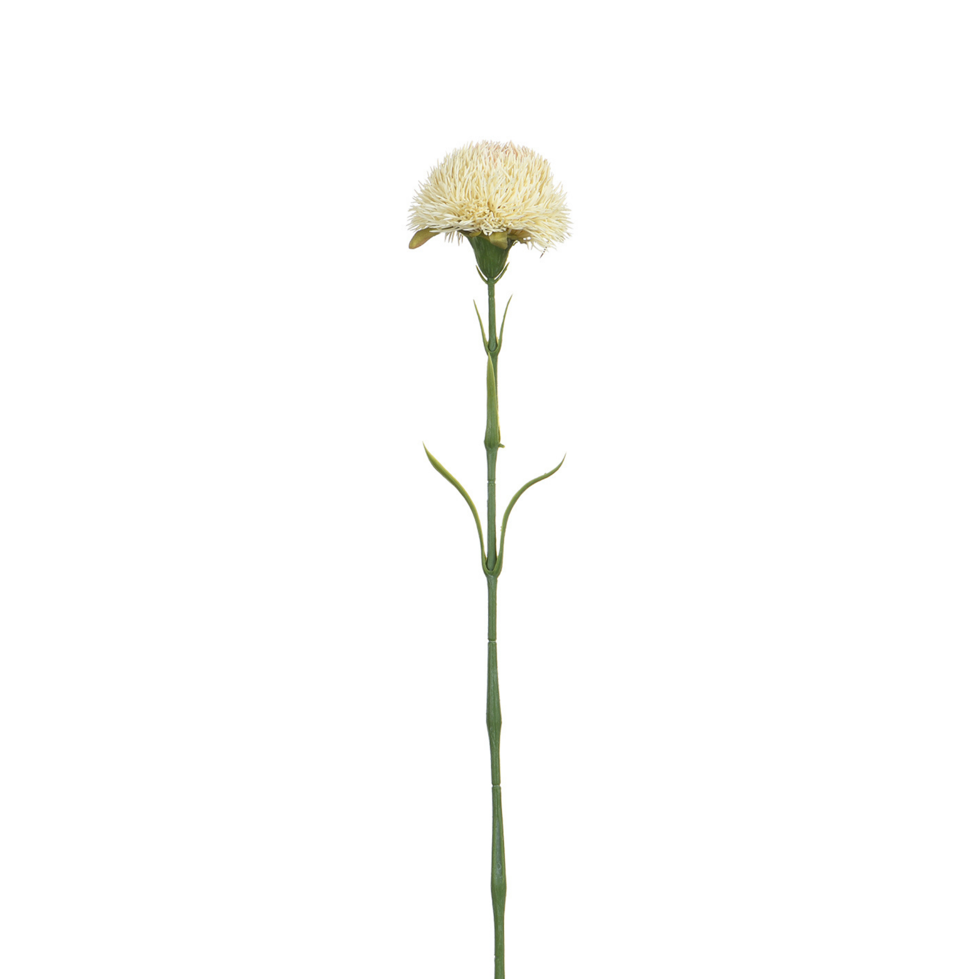 Tige de Chardon 60 cm