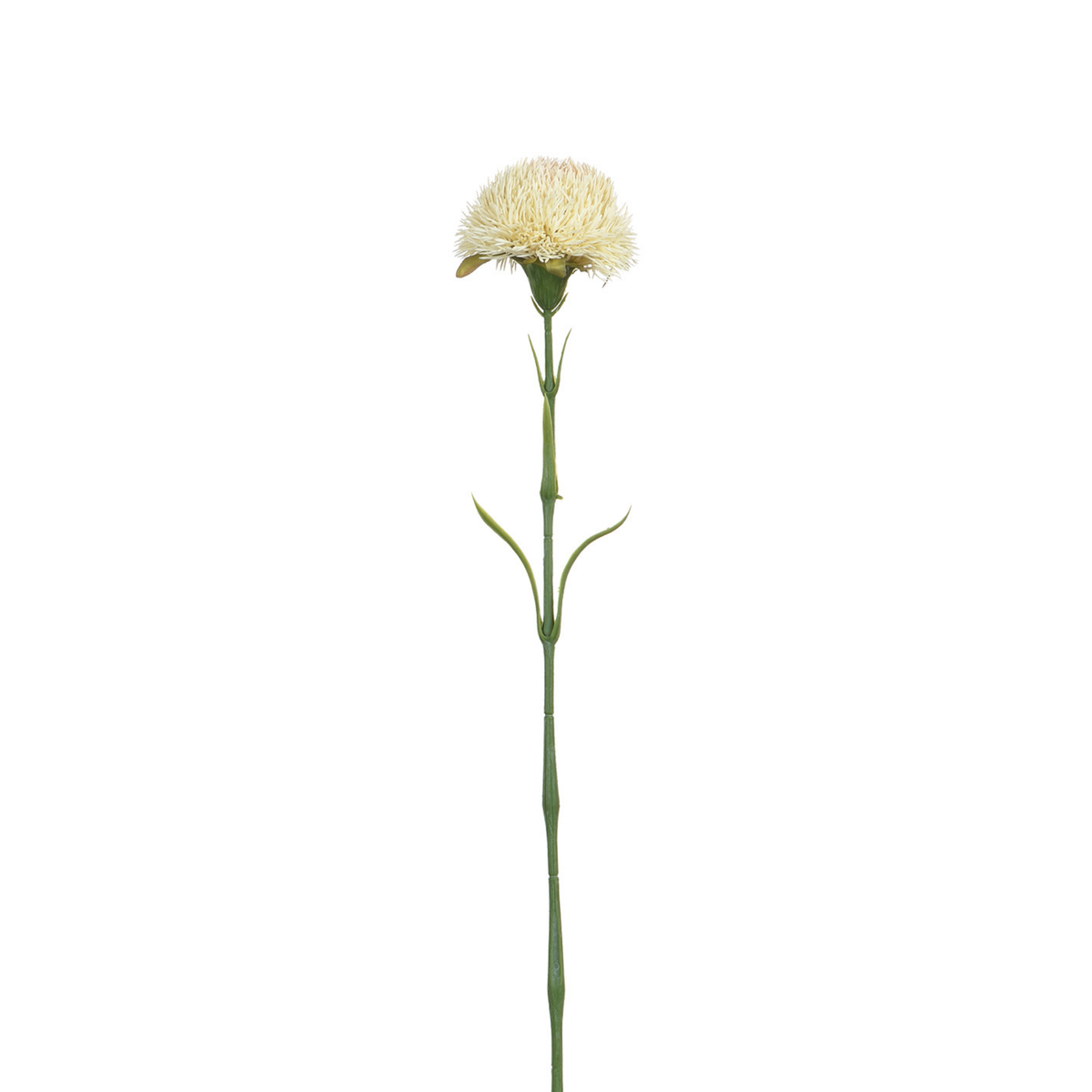 Tige de Chardon 60 cm