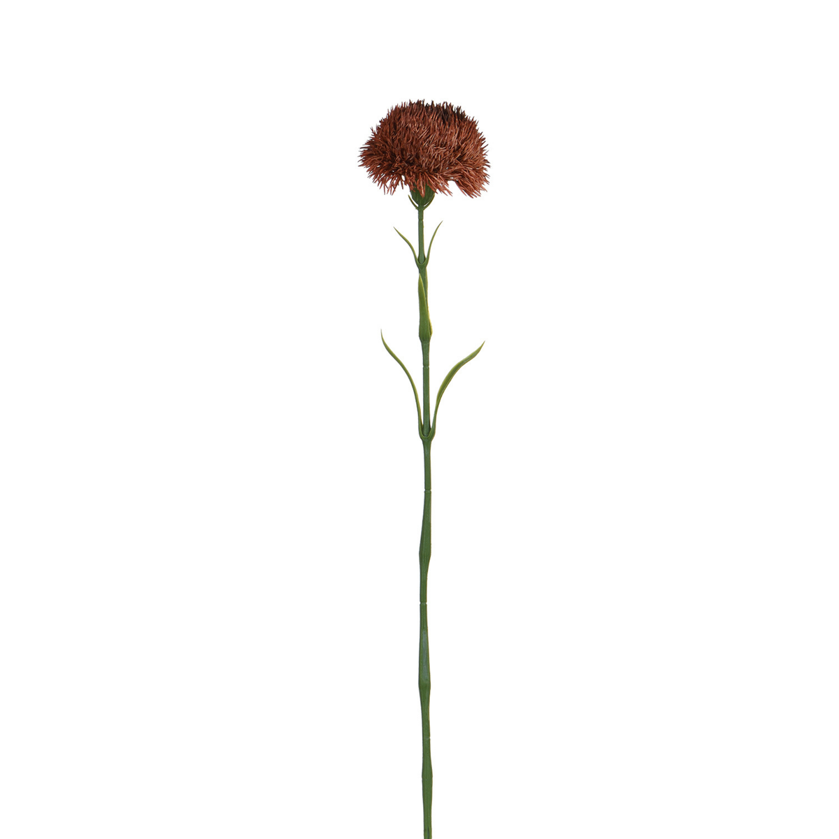 Tige de Chardon 60 cm
