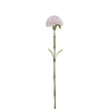 Tallo de cardo 60 cm