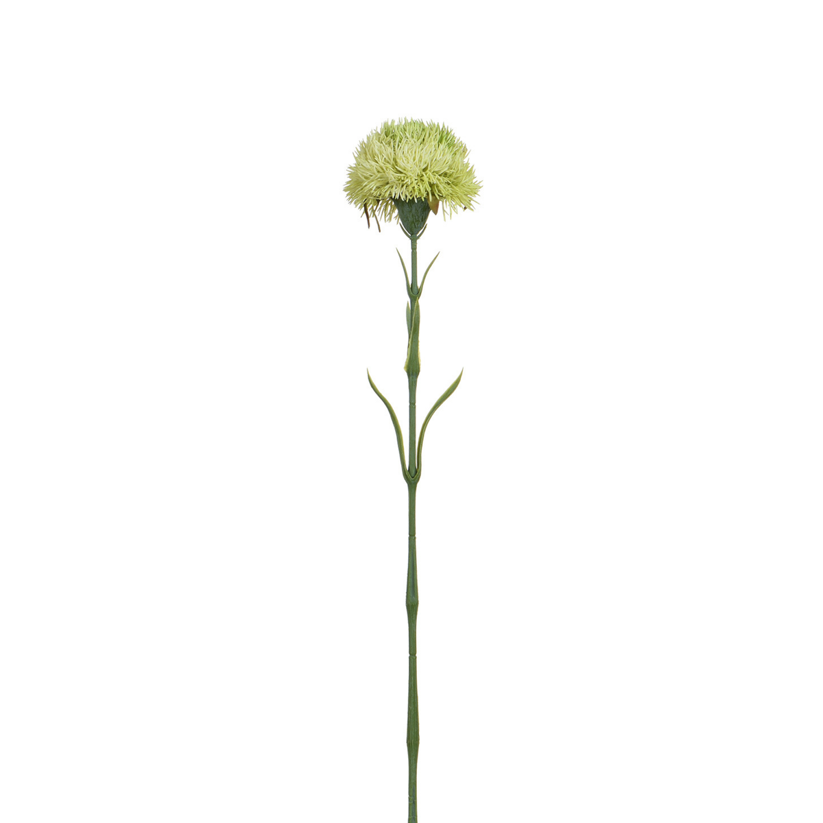 Tige de Chardon 60 cm