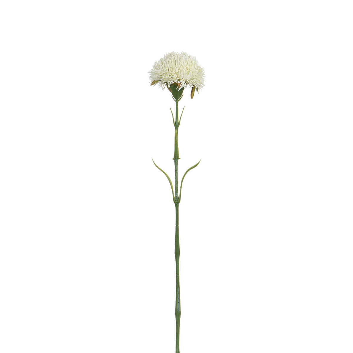 Tige de Chardon 60 cm