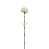 Tallo de cardo 60 cm
