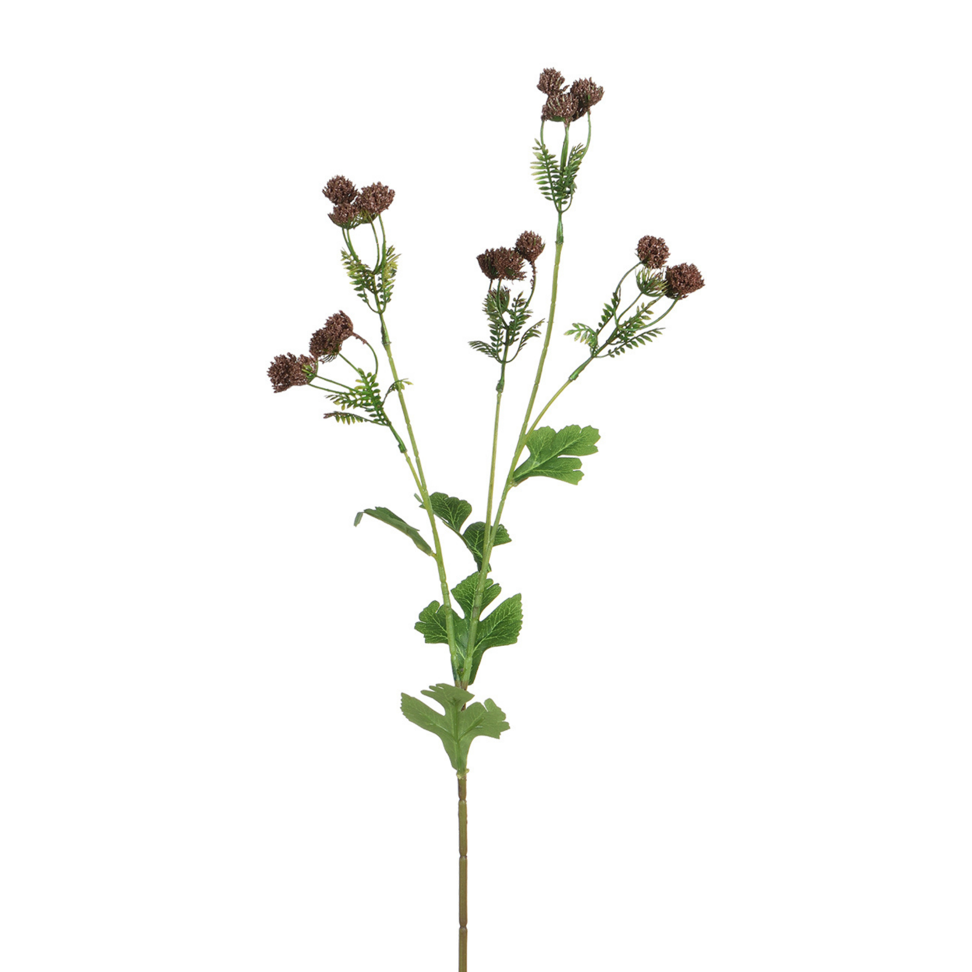 Tige d’Alchémille 68 cm