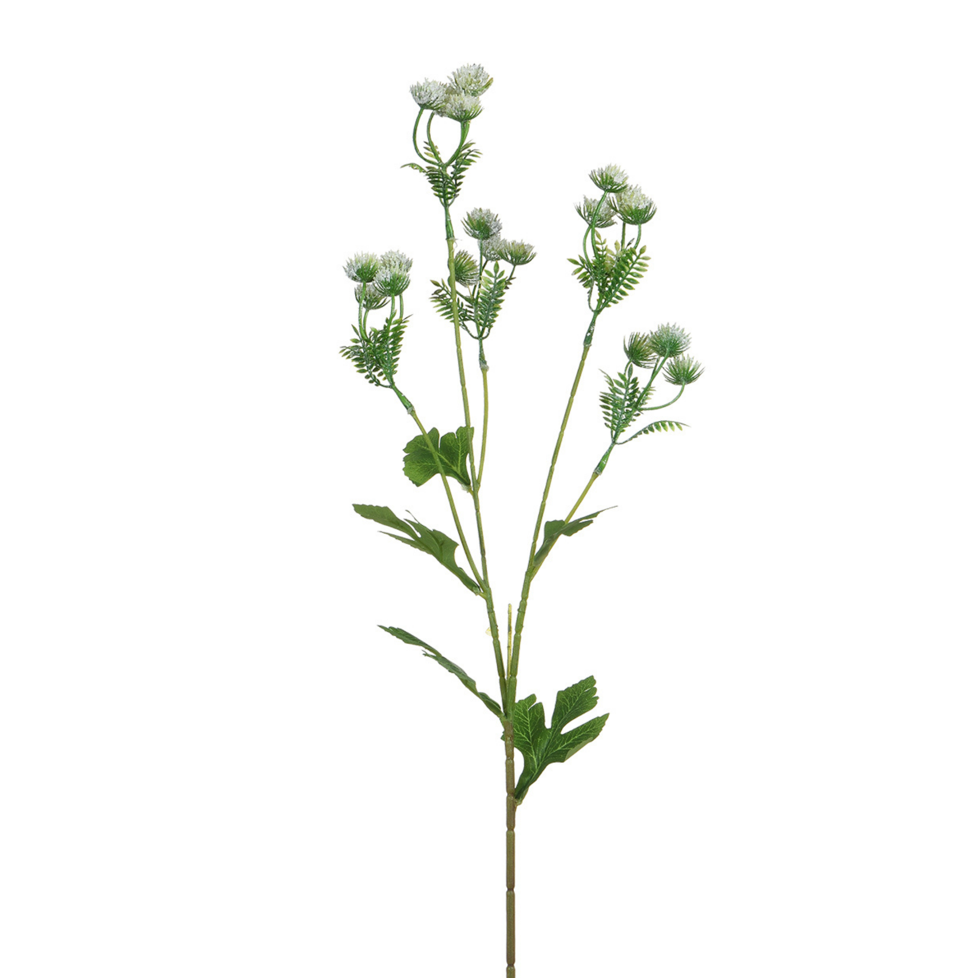 Tige d’Alchémille 68 cm