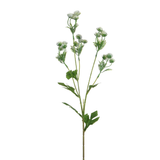 Tige d’Alchémille 68 cm