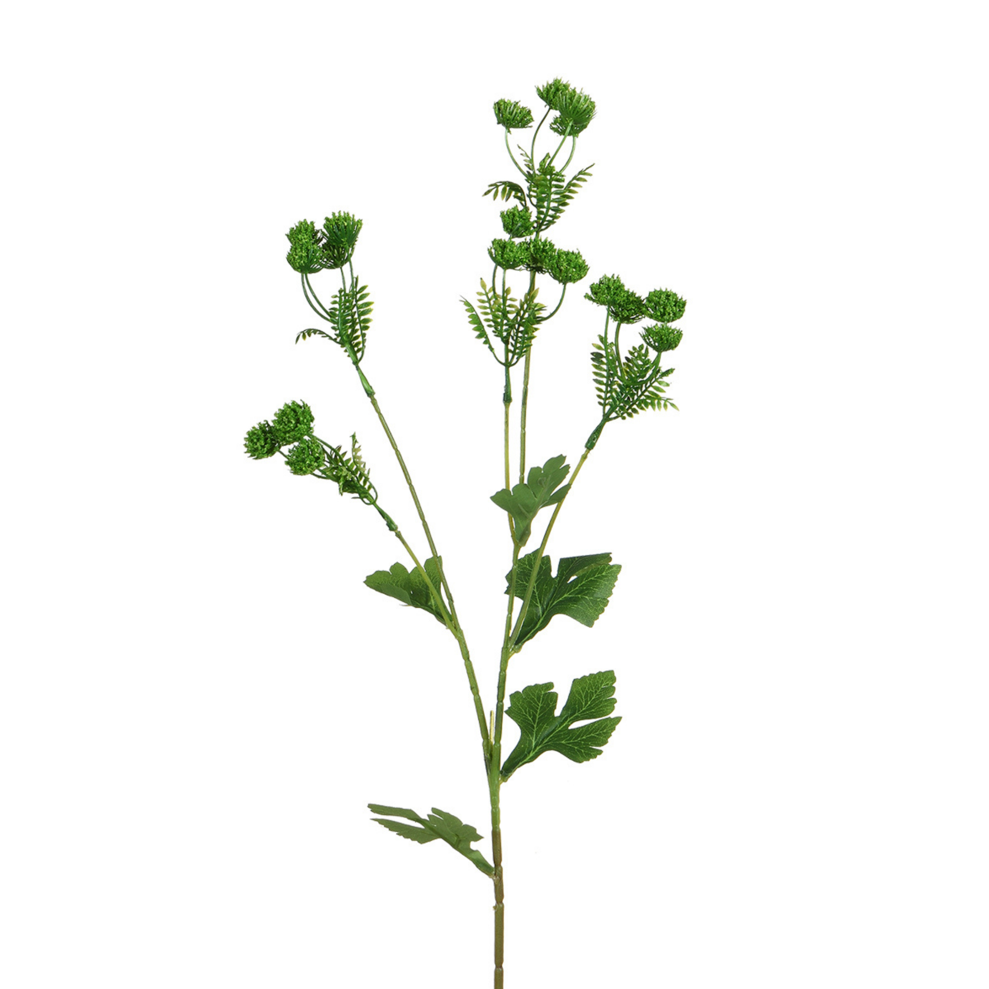 Tige d’Alchémille 68 cm