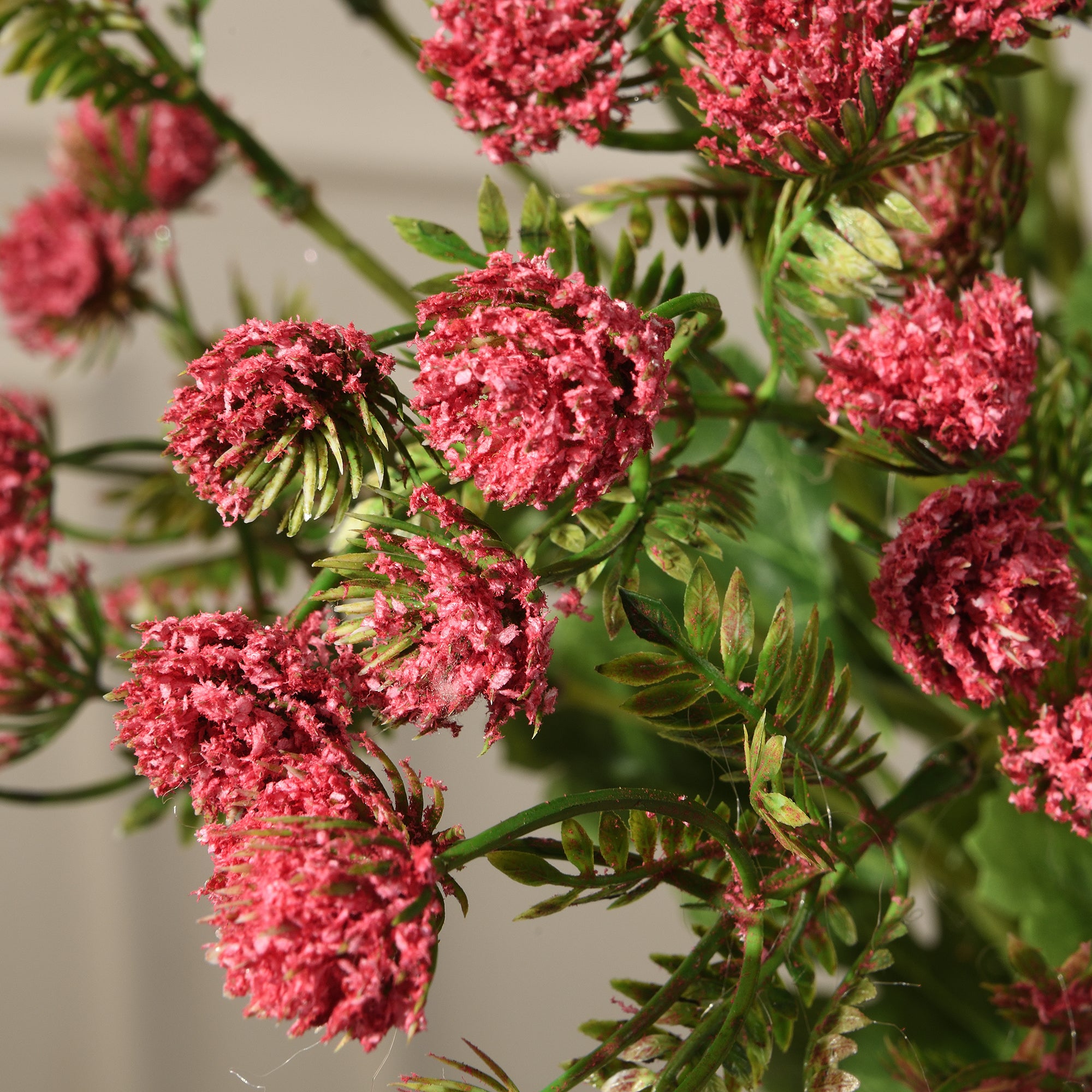 Tige d’Alchémille 68 cm