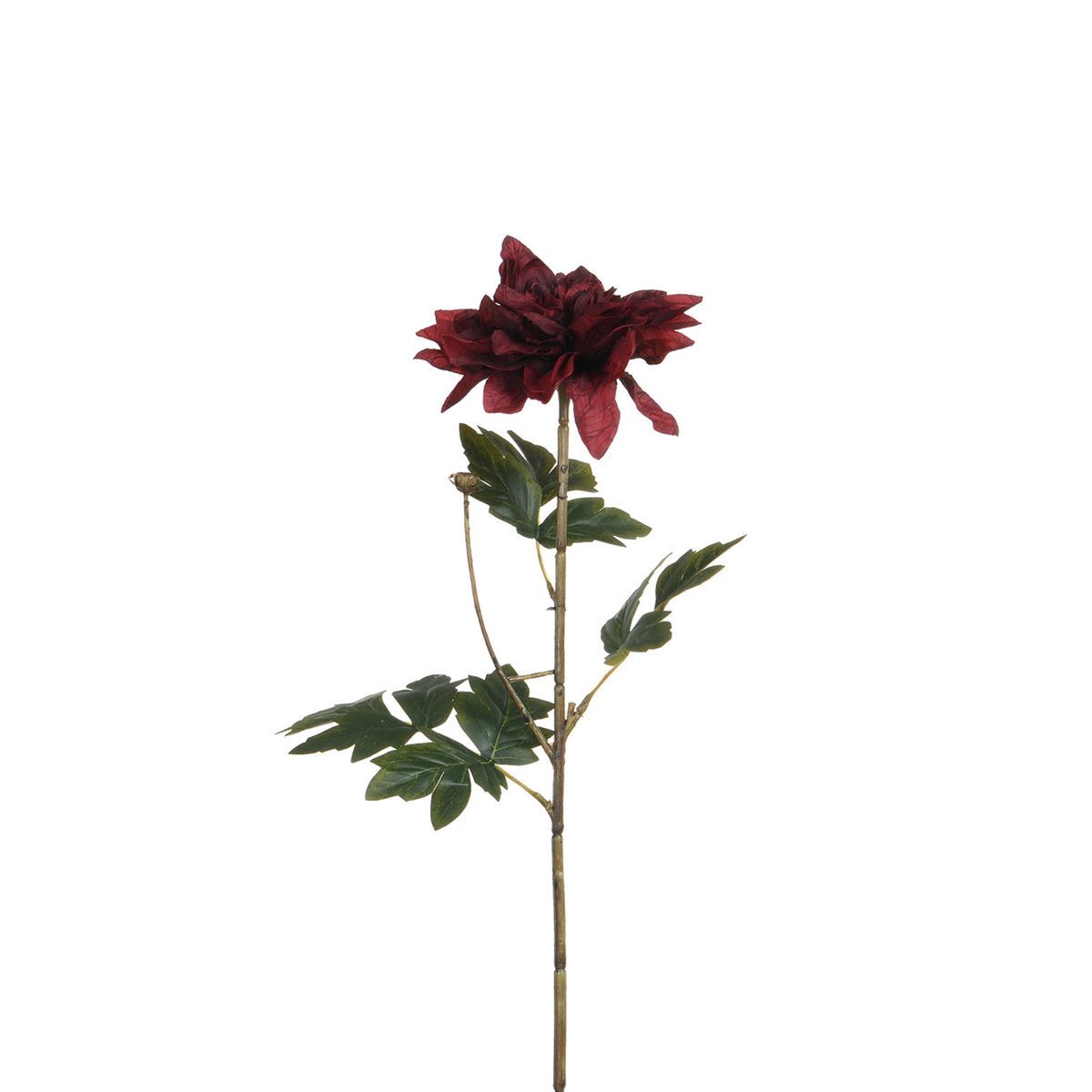 Tige de Dahlia 65 cm