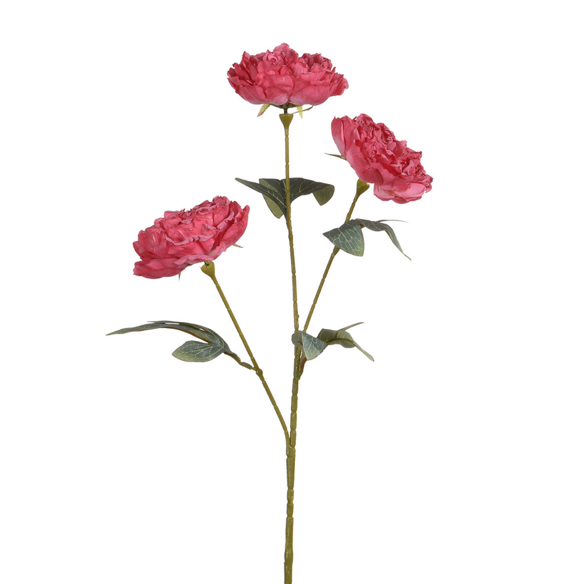 Tige de Pivoine 85 cm