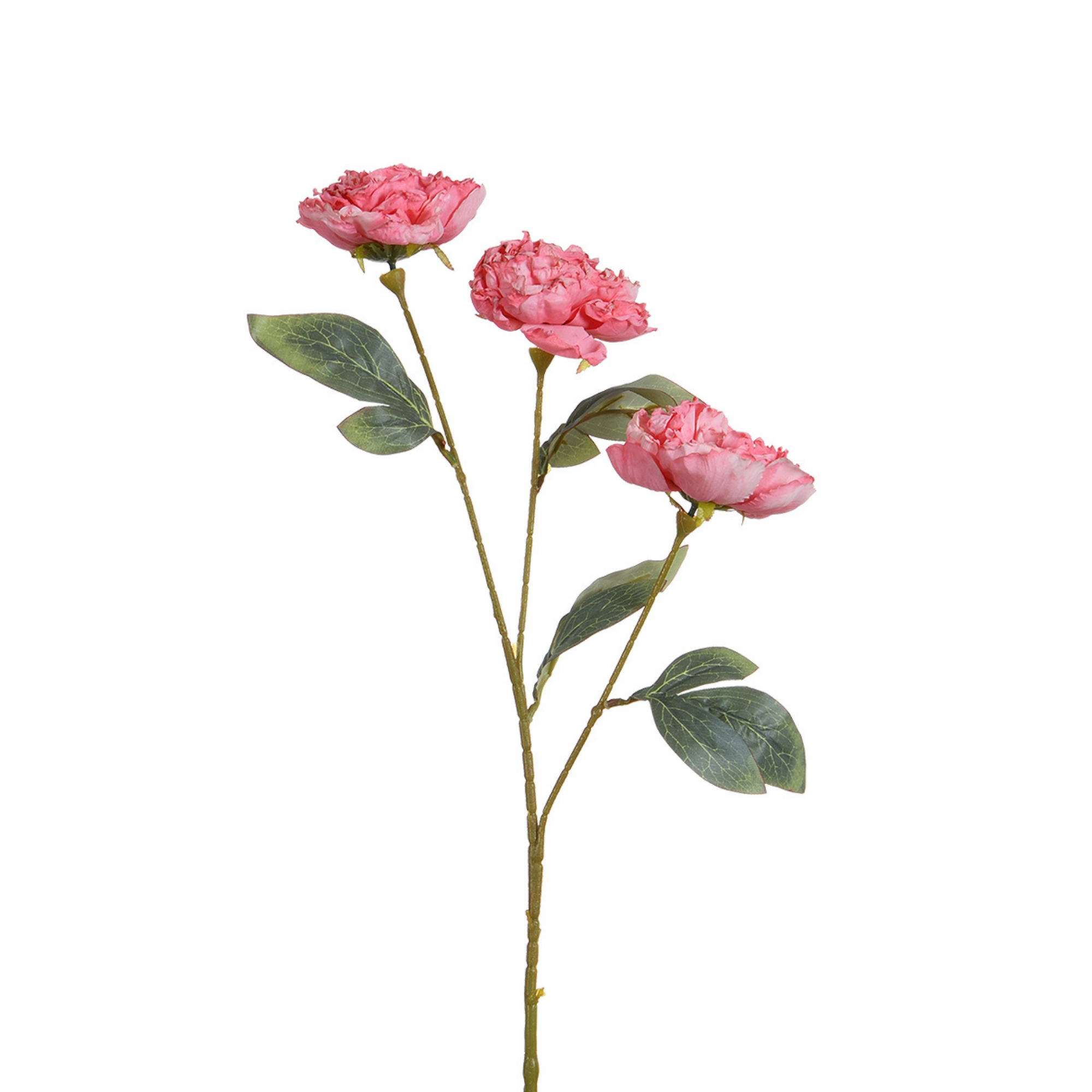 Tige de Pivoine 85 cm