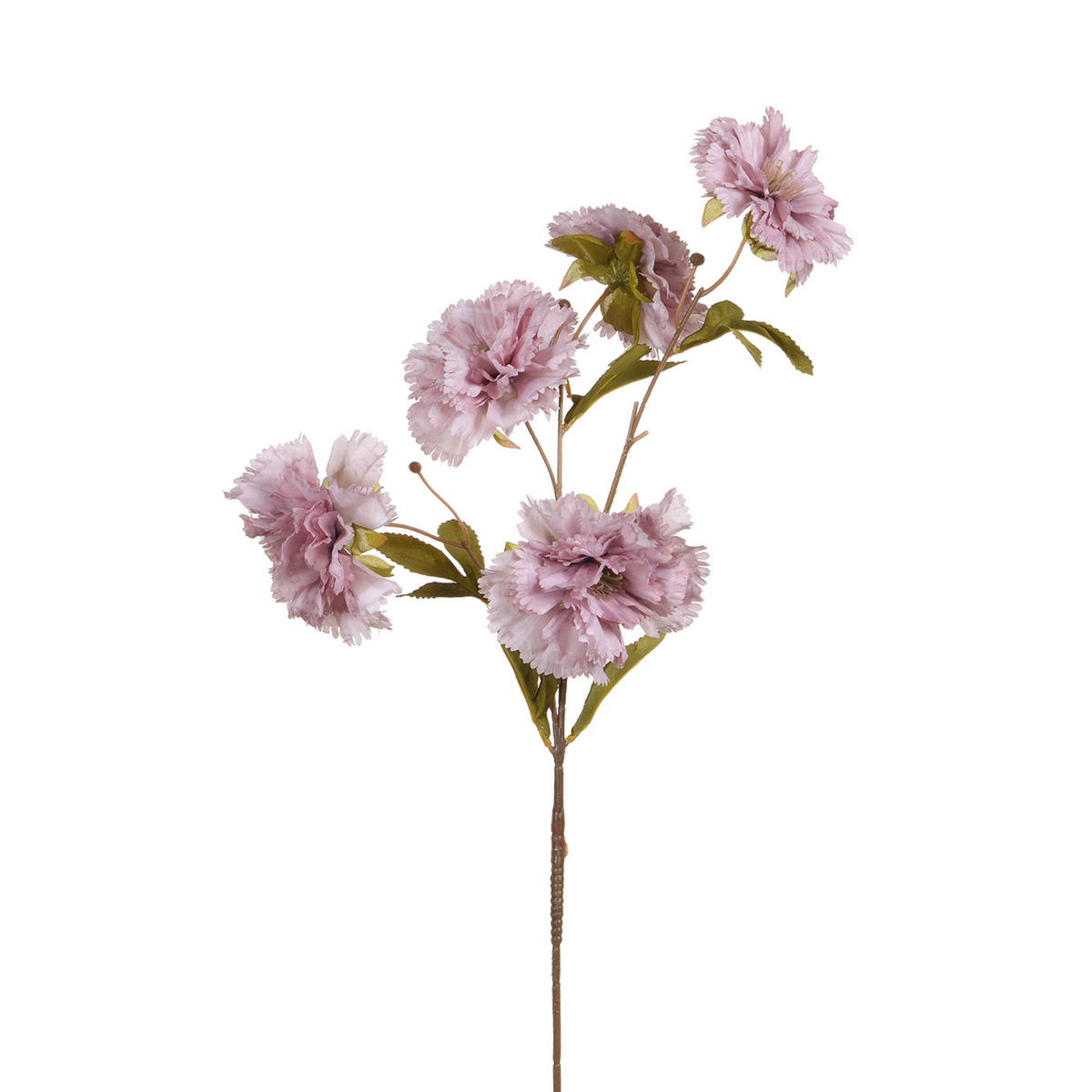 Tige d'Œillet 70 cm