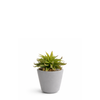 Succulente en Pot Maya