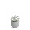 Succulente en Pot Maya