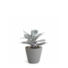 Succulente en Pot Maya