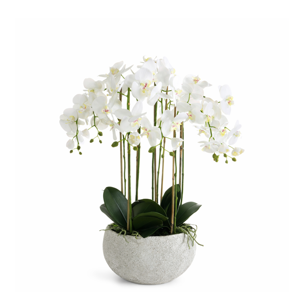 Composition d'Orchidée Séréna 70 cm