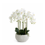 Composition d'Orchidée Séréna 70 cm