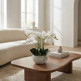 Composition d'Orchidée Séréna 45 cm