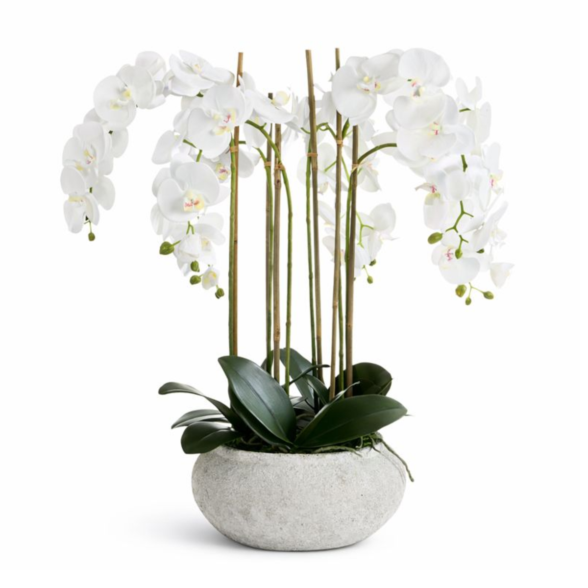 Composition d'Orchidée Séréna 85 cm