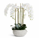 Composition d'Orchidée Séréna 85 cm