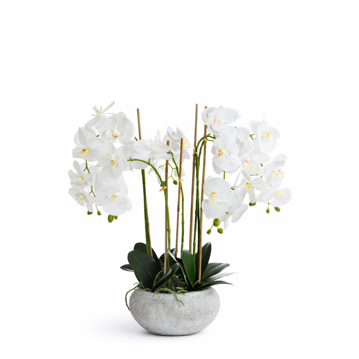 Composition d'Orchidée Séréna 65 cm