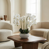 Composition d'Orchidée Séréna 65 cm